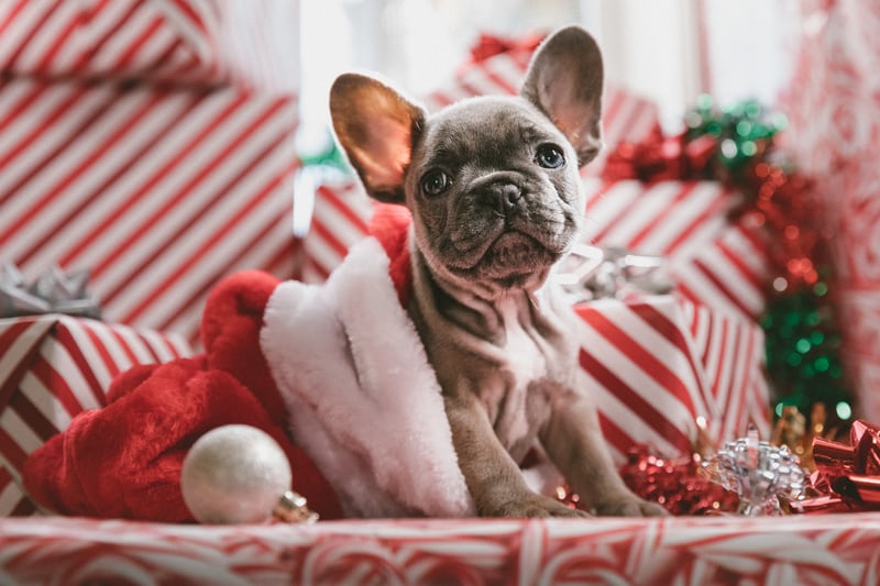 Pet Gifts